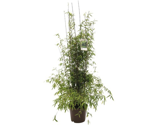 FLORASELF Bamboe Fargesia species 'Jiuzhaigou 1' potmaat 10 liter H 80-100 cm
