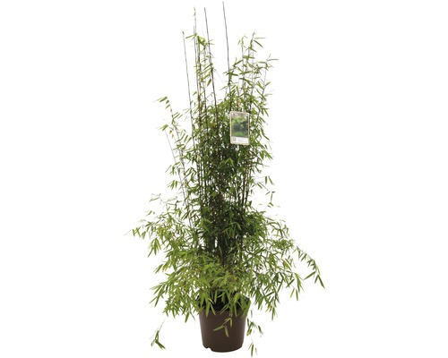 FLORASELF Bamboe Fargesia species 'Jiuzhaigou 1' potmaat 10 liter H 80-100 cm Bamboeplant in pot