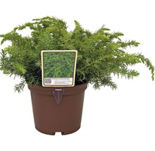 Blauwe kruipjeneverbes in pot