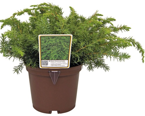 Blauwe kruipjeneverbes in pot