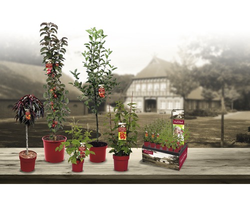 Diverse fruitbomen en fruitstruiken in potten op een tafel