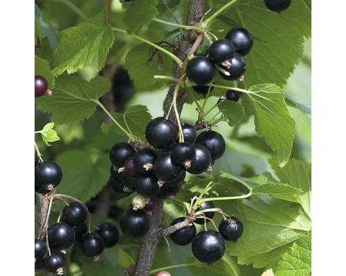 HOF:OBST Fruitstruik Ribes nigrum 'Ben Tirran' ® potmaat Ø 20 cm H 30-40 cm Zwarte bessen aan een struik met bladeren.
