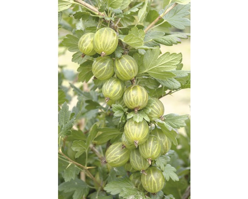 HOF:OBST Rode bes Ribes uva-crispa 'Mucurines' potmaat Ø 20 cm H 30-40 cm Kruisbessen aan een kruisbessenstruik