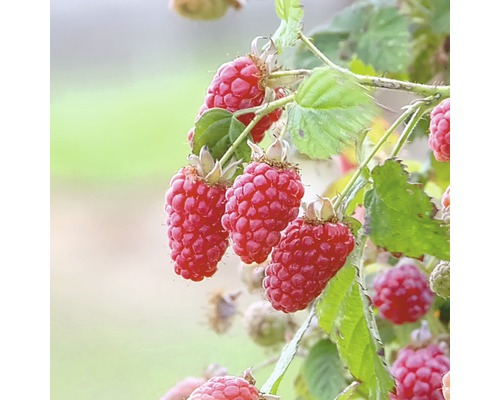 HOF:OBST Taybes Rubus loganobaccus 'Tayberry'® potmaat Ø 20,0 cm H 30-40 cm Frambozen aan een struik met bladeren