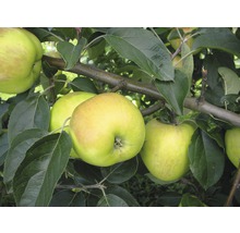 Appels aan de appelboom