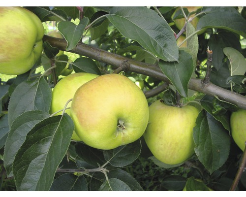 FLORASELF® Appelboom Malus domestica 'Gravenstein' potmaat Ø24 cm