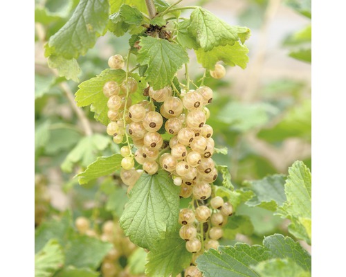 HOF:OBST Fruitstruik Ribes rubrum 'Werdavia' potmaat Ø 20 cm H 30-40 cm