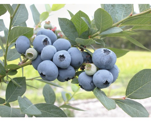 HOF:OBST Bosbes Vaccinium corymb.'Bluegold' potmaat Ø 20 cm H 30-40 cm