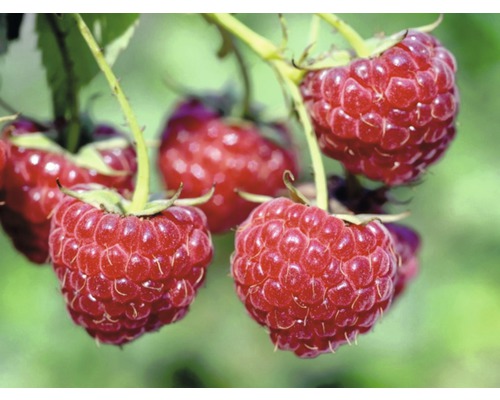 Close-up van frambozen aan de struik