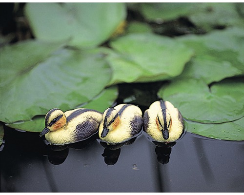 Decoratieve eendenkuikens zwemmen in de vijver tussen waterleliebladeren als tuindecoratie