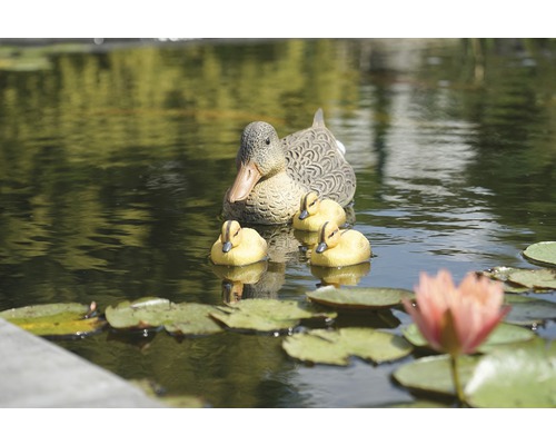 Decoratieve eendenfamilie zwemt in een tuinvijver