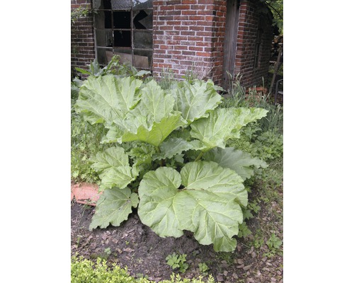 Rabarberplant in de tuin met grote bladeren