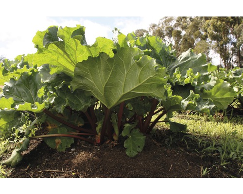Rabarberplant met grote bladeren in de tuin