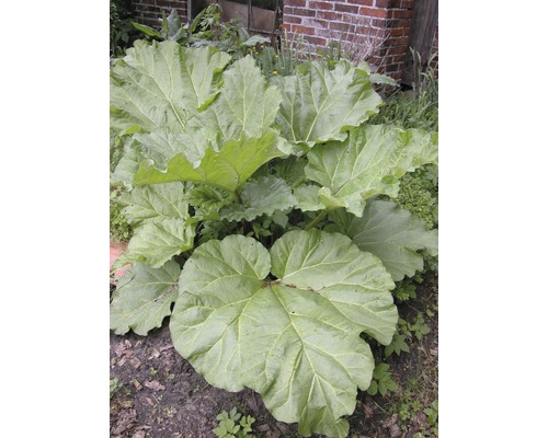 Rabarberplant met grote bladeren in de tuin.