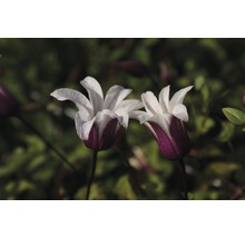 Twee bloeiende Clematis bloemen van dichtbij