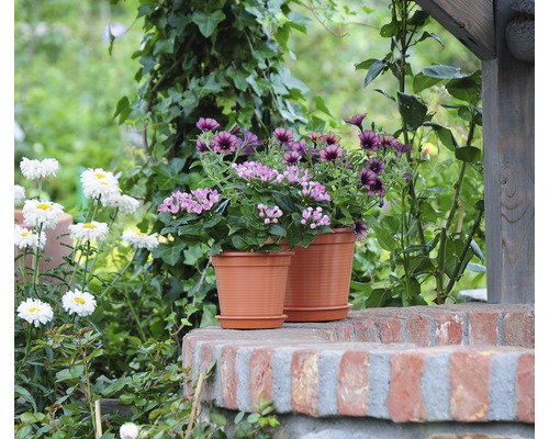 Bloemen in potten op een muur in de tuin