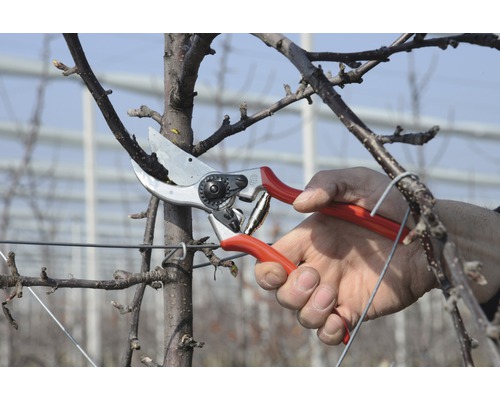 Tuinieren met een snoeischaar aan een fruitboom