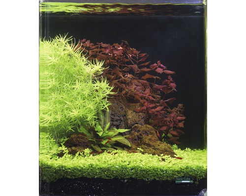 Ingericht aquarium met planten en decoratie