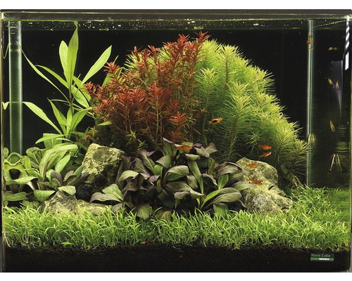 Aquarium met planten, stenen en vissen