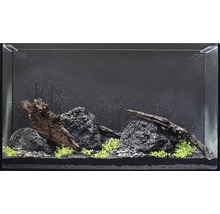 Gedecoreerd aquarium met stenen, grind, hout en planten
