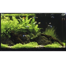 Aquarium met vissen, planten en decoratie