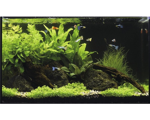 Aquarium met vissen, planten en decoratie