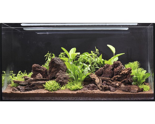 Aquarium gedecoreerd met stenen, hout en planten