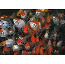 Veel goudvissen in een aquarium.