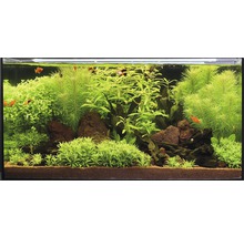 Aquarium met planten, stenen en vissen