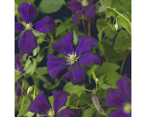 FLORASELF Klimplant clematis vit. et. violette 2,3 l 53-70 cm Lila