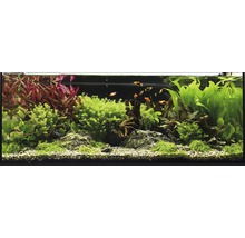 Decoratief aquarium met vissen, planten, stenen en houten wortels