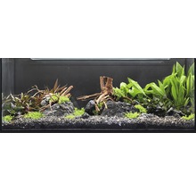 Ingericht aquarium met planten, stenen en wortelhoutdecoratie