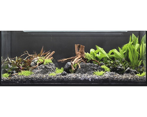 Ingericht aquarium met planten, stenen en wortelhoutdecoratie