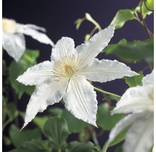 FLORASELF® Klimplant clematis gladys picard 2,3 l 53-70 cm Wit