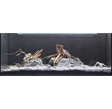 Decoratief aquarium met stenen, wortelhout en grind