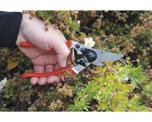 Tuinieren met een snoeischaar aan een plant