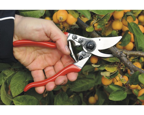 Persoon snoeit tak met een snoeischaar