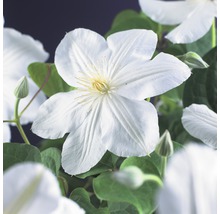 FLORASELF Klimplant clematis madame le coultre 2,3 l 53-70 cm Wit