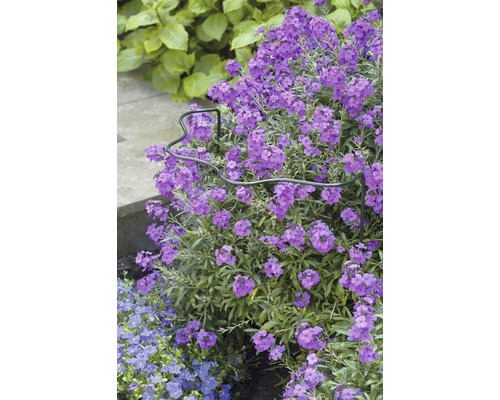 Violet bloeiende vaste plant in een tuinbed met metalen rand