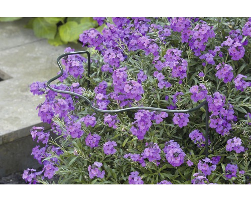 Detailopname van een bloeiende vaste plant in de tuin met plantensteun
