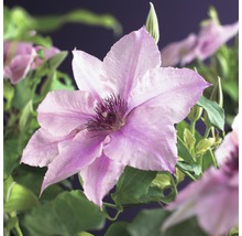 FLORASELF® Klimplant clematis pink fantasy 2,3 l 53-70 cm Roze