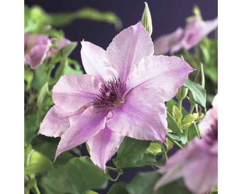 FLORASELF® Klimplant clematis pink fantasy 2,3 l 53-70 cm Roze