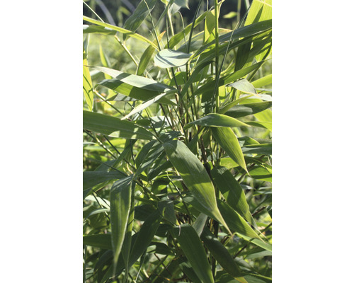 Bamboeplant met bladeren