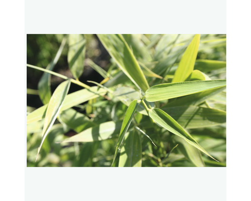 Bamboe bladeren in detail