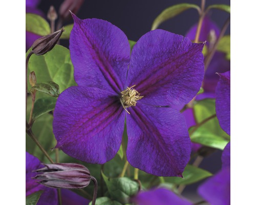 FLORASELF® Klimplant clematis star of india 2,3 l 53-70 cm Lila