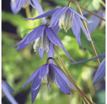 FLORASELF® Klimplant clematis alpina 2,3 l 53-70 cm Blauw