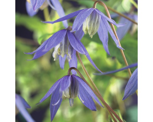 FLORASELF® Klimplant clematis alpina 2,3 l 53-70 cm Blauw