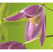 FLORASELF Bosrank Clematis alpina 'Ruby' potmaat Ø 16.0 cm H 50-70 cm