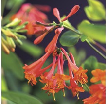 Close-up van geurige, oranje kamperfoeliebloemen