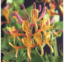 Close-up van kamperfoeliebloemen